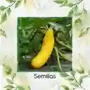 8 Semillas Orgánicas De Zucchini Amarillo