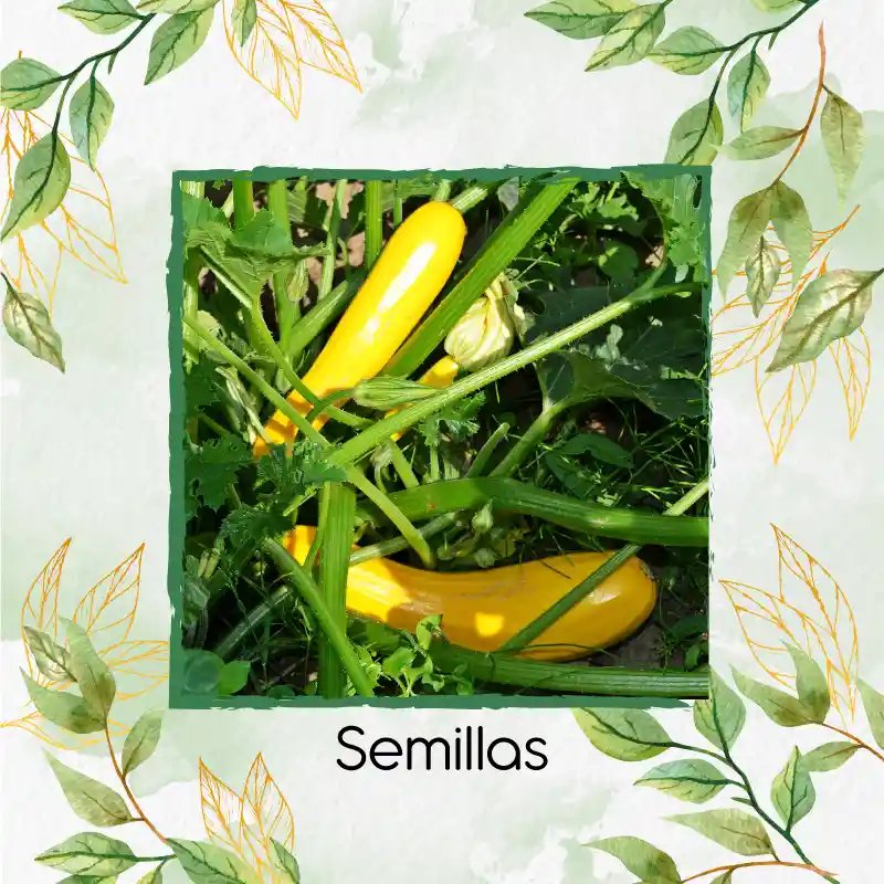 8 Semillas Orgánicas De Zucchini Amarillo