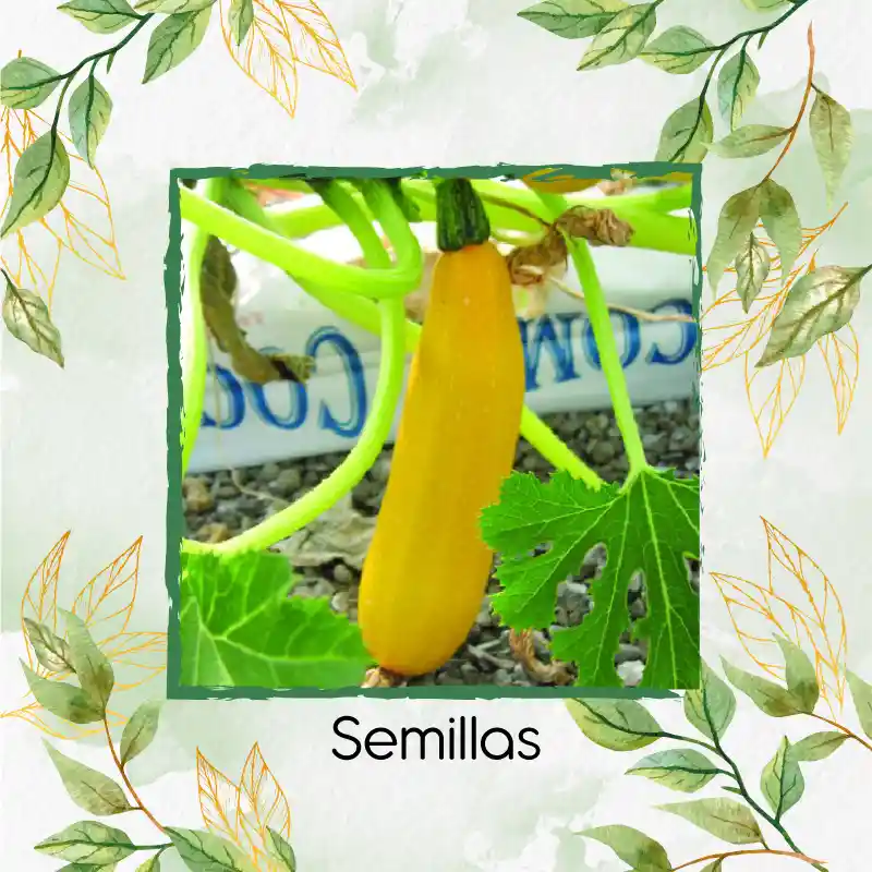 15 Semillas Orgánicas De Zucchini Amarillo