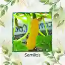 30 Semillas Orgánicas De Zucchini Amarillo