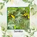 30 Semillas Orgánicas De Zucchini Amarillo
