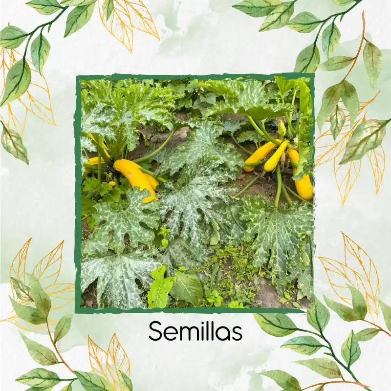 30 Semillas Orgánicas De Zucchini Amarillo