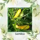 30 Semillas Orgánicas De Zucchini Amarillo