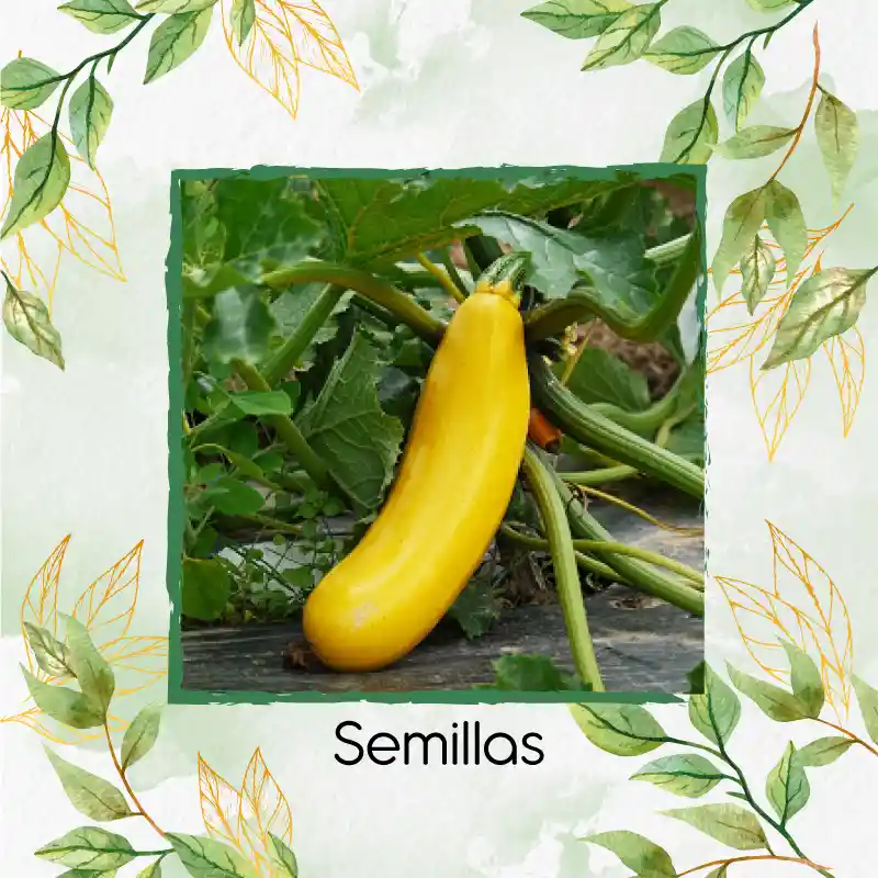 300 Semillas Orgánicas De Zucchini Amarillo