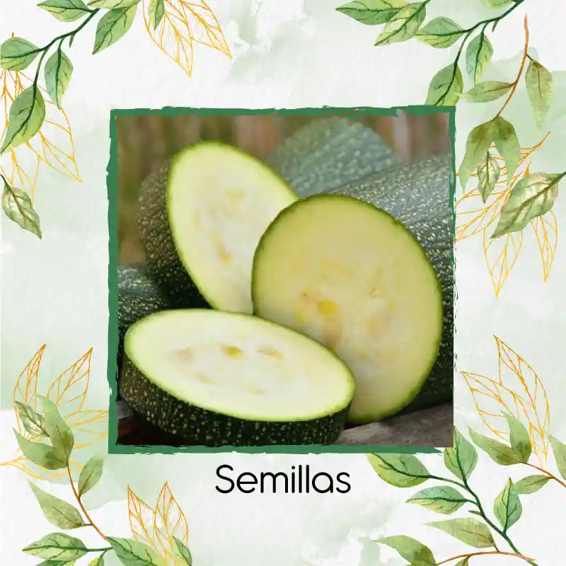 4 Semillas Orgánicas De Zucchini Enano