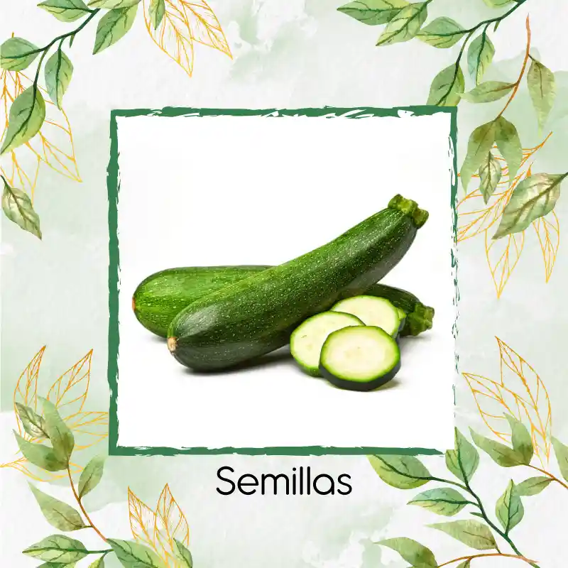 4 Semillas Orgánicas De Zucchini Enano