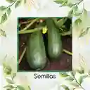 4 Semillas Orgánicas De Zucchini Enano