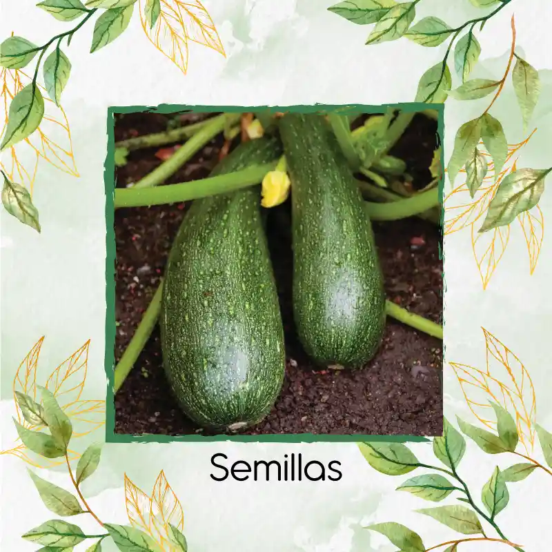 4 Semillas Orgánicas De Zucchini Enano