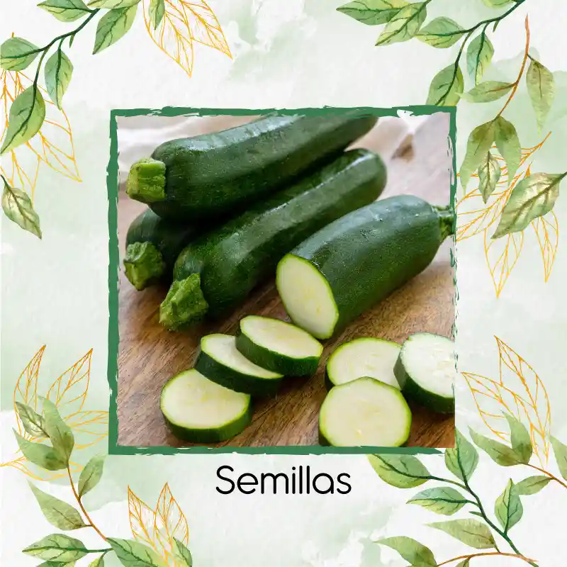 4 Semillas Orgánicas De Zucchini Enano