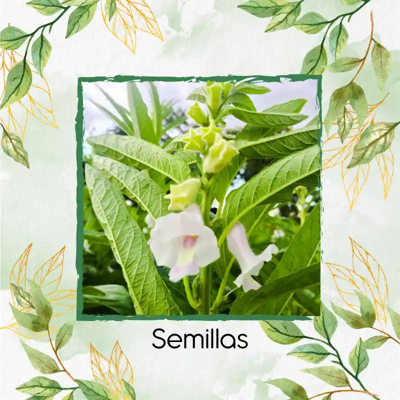 380 Semillas Orgánicas De Ajonjolí
