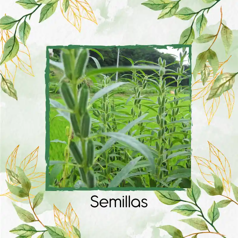 380 Semillas Orgánicas De Ajonjolí