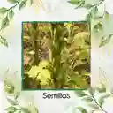 380 Semillas Orgánicas De Ajonjolí
