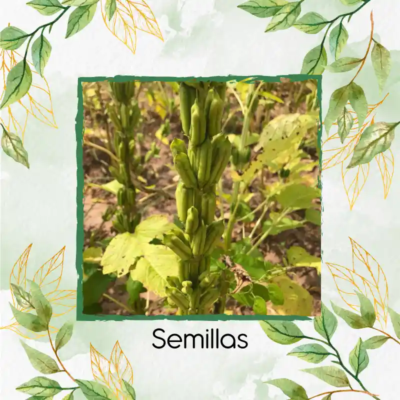380 Semillas Orgánicas De Ajonjolí