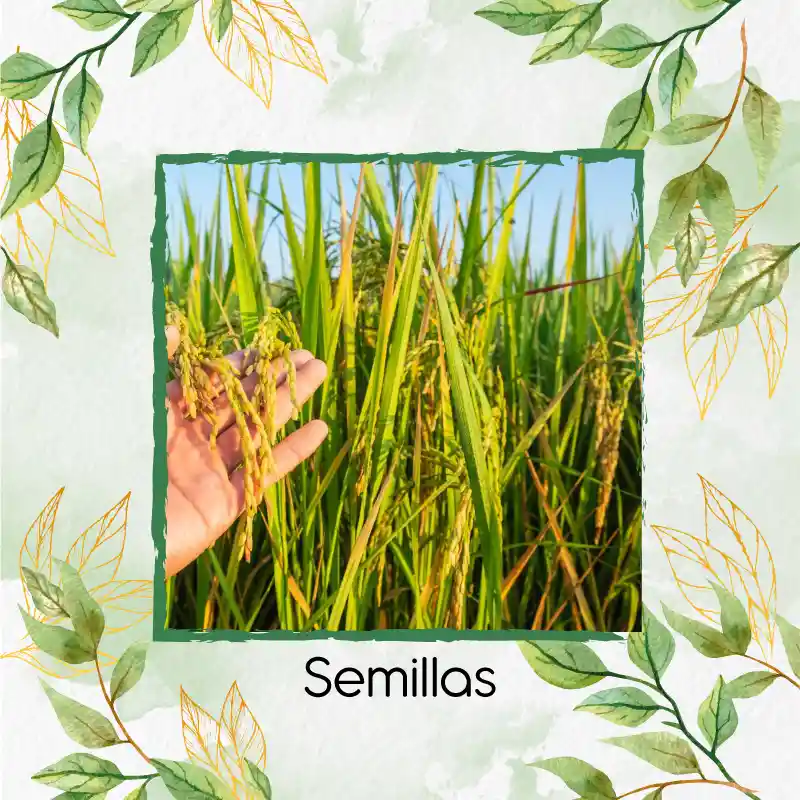 15 Semillas Orgánicas De Arroz