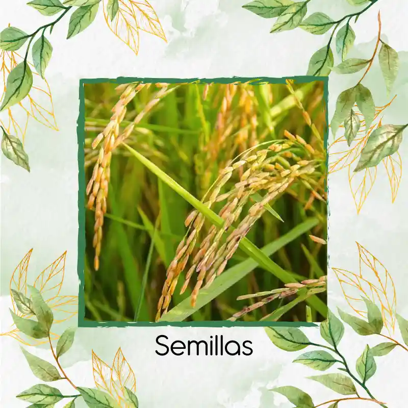 15 Semillas Orgánicas De Arroz