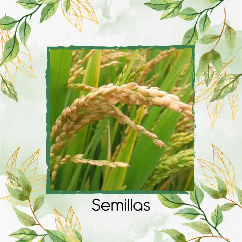 30 Semillas Orgánicas De Arroz