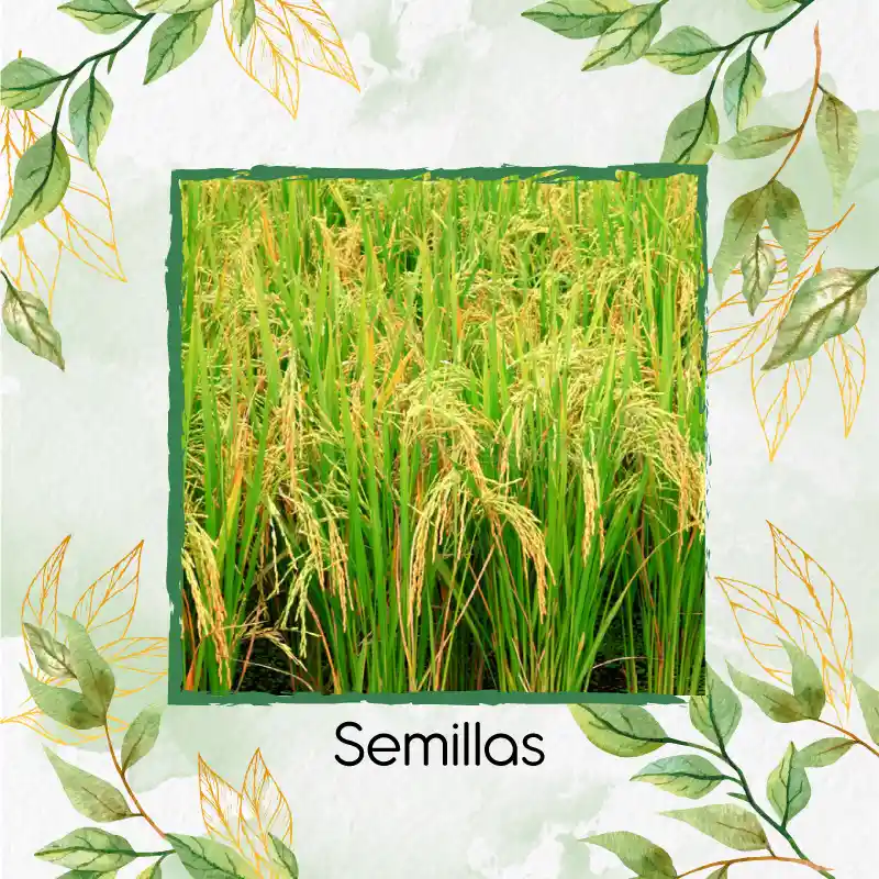 120 Semillas Orgánicas De Arroz