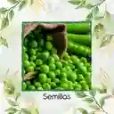 8 Semillas Orgánicas De Arveja
