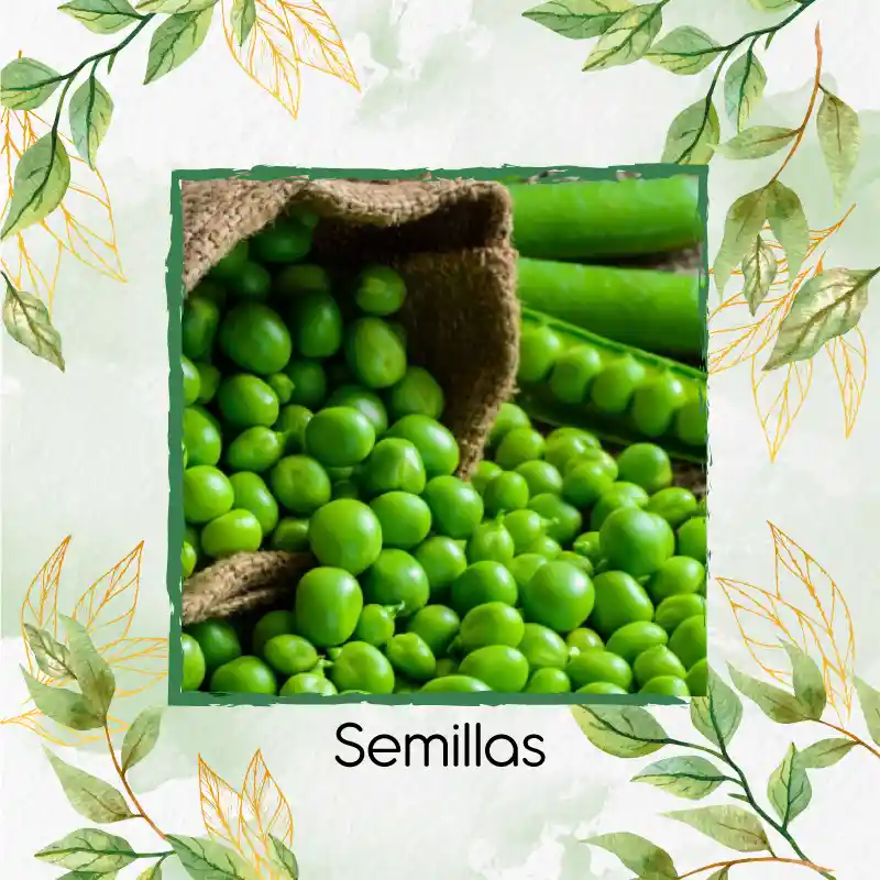 8 Semillas Orgánicas De Arveja
