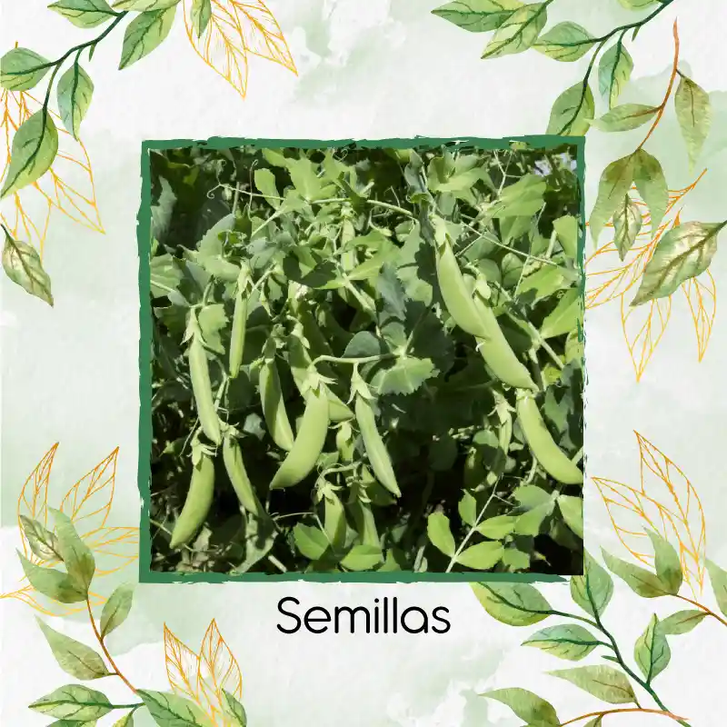 8 Semillas Orgánicas De Arveja