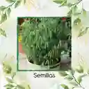 8 Semillas Orgánicas De Arveja