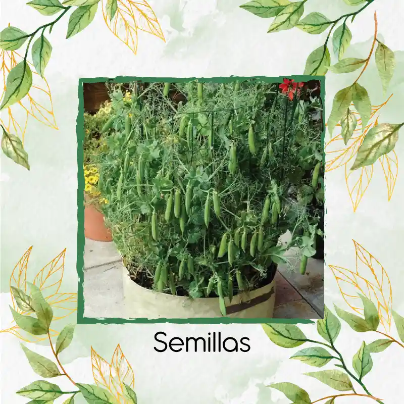 8 Semillas Orgánicas De Arveja