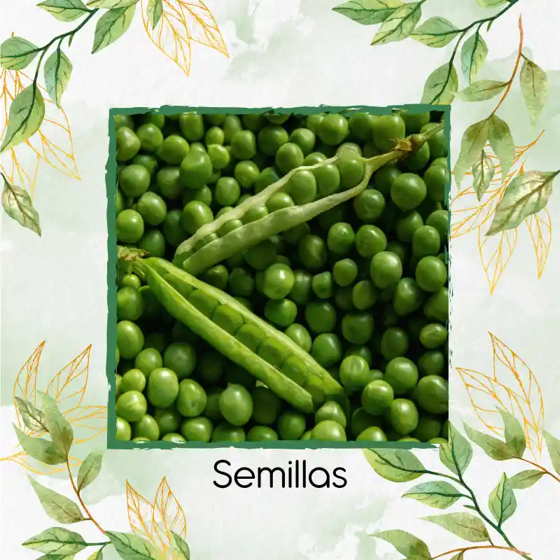 8 Semillas Orgánicas De Arveja