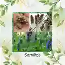 4.000 Semillas Orgánicas De Chía