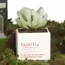 Matera Familia Con Suculenta Empaque Casita