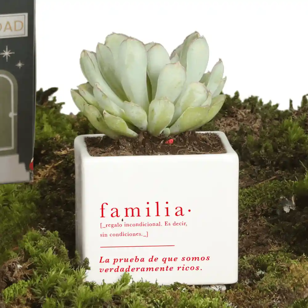 Matera Familia Con Suculenta Empaque Casita