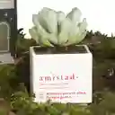 Matera Amistad Con Suculenta Empaque Casita