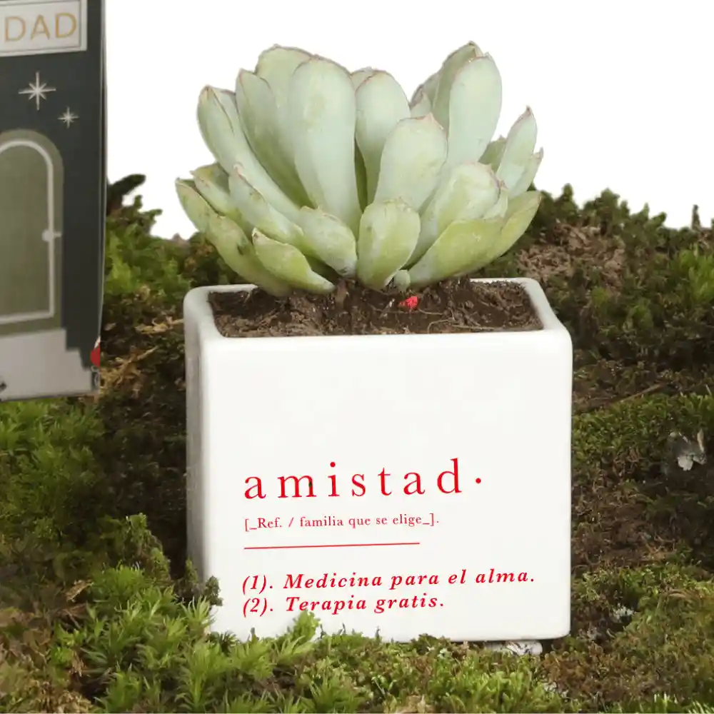 Matera Amistad Con Suculenta Empaque Casita