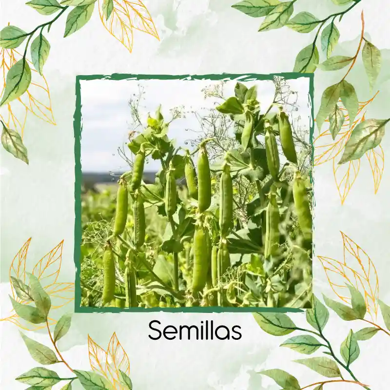 800 Semillas Orgánicas De Guisante