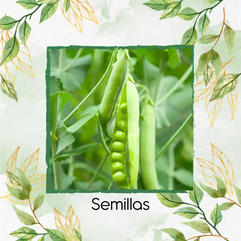 800 Semillas Orgánicas De Guisante