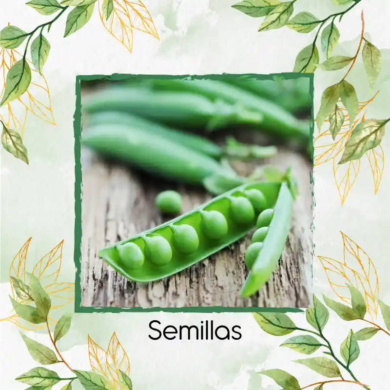 800 Semillas Orgánicas De Guisante