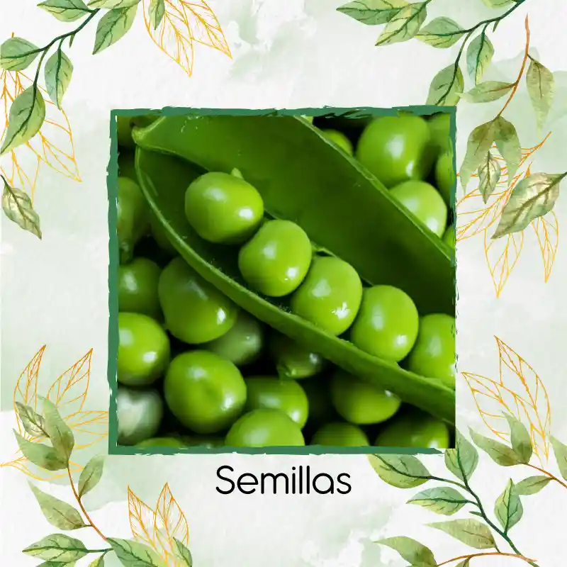 800 Semillas Orgánicas De Guisante