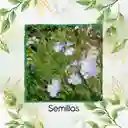 68.000 Semillas Orgánicas De Linaza