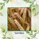 1.600 Semillas Orgánicas De Trigo