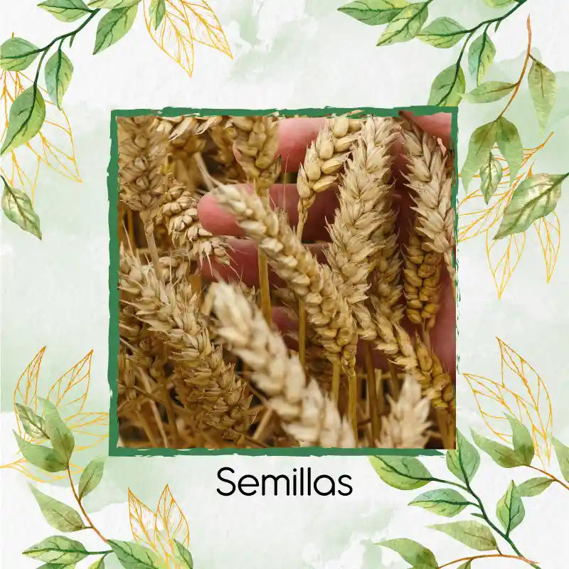 1.600 Semillas Orgánicas De Trigo