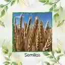 1.600 Semillas Orgánicas De Trigo