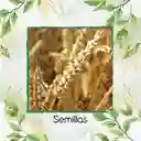 1.600 Semillas Orgánicas De Trigo