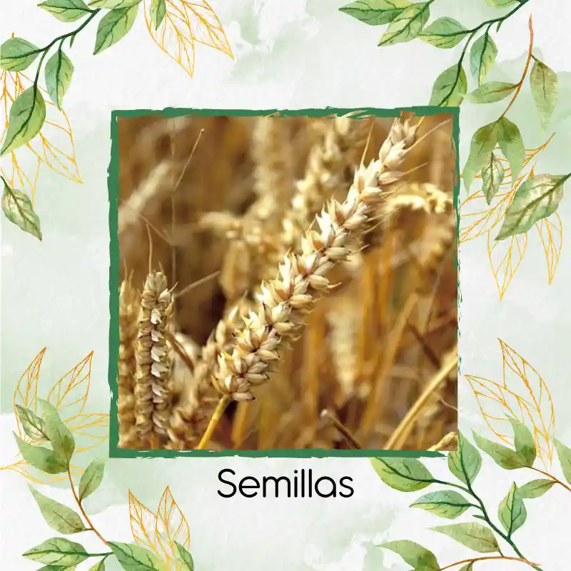 1.600 Semillas Orgánicas De Trigo