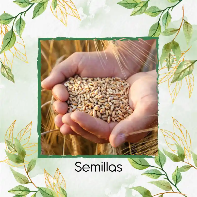 4.000 Semillas Orgánicas De Trigo