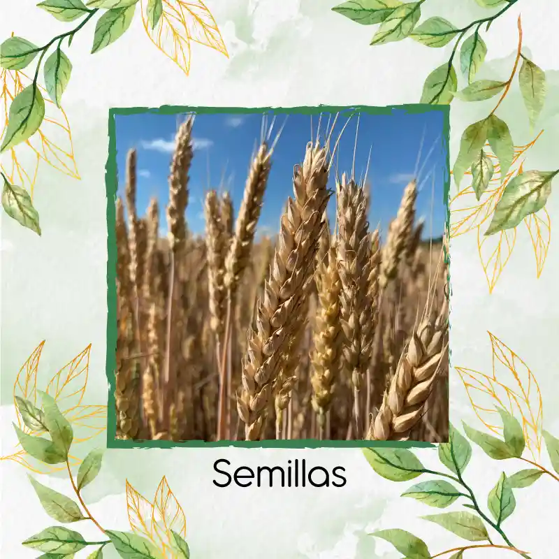 4.000 Semillas Orgánicas De Trigo