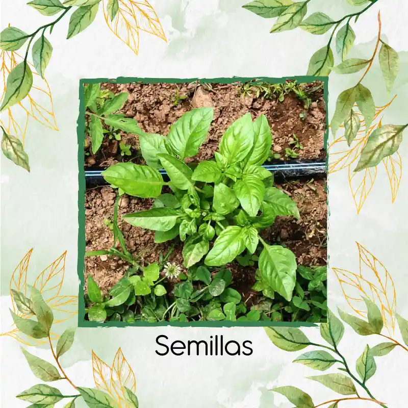 50 Semillas Orgánicas De Albahaca