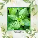 200 Semillas Orgánicas De Albahaca