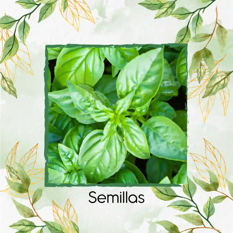 200 Semillas Orgánicas De Albahaca