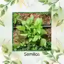 200 Semillas Orgánicas De Albahaca