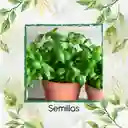 200 Semillas Orgánicas De Albahaca