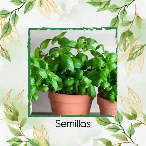 200 Semillas Orgánicas De Albahaca